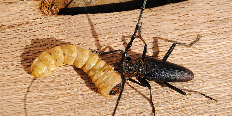 insecte mangeur de bois sous forme adulte et larvaire